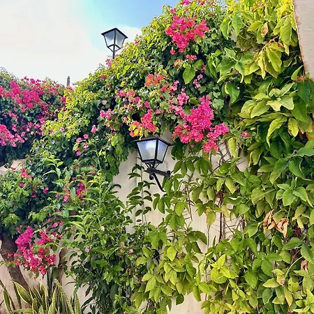 Palmas 9a - Oasis *