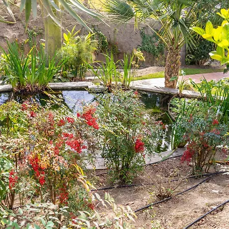 Palmas 9a - Oasis